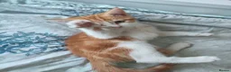 Mixed Breed cats for sale: pair of orange twin kittens - Advert 7