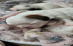 Shih Tzu dogs for sale: Puppies for reservation / sale  - Image 20