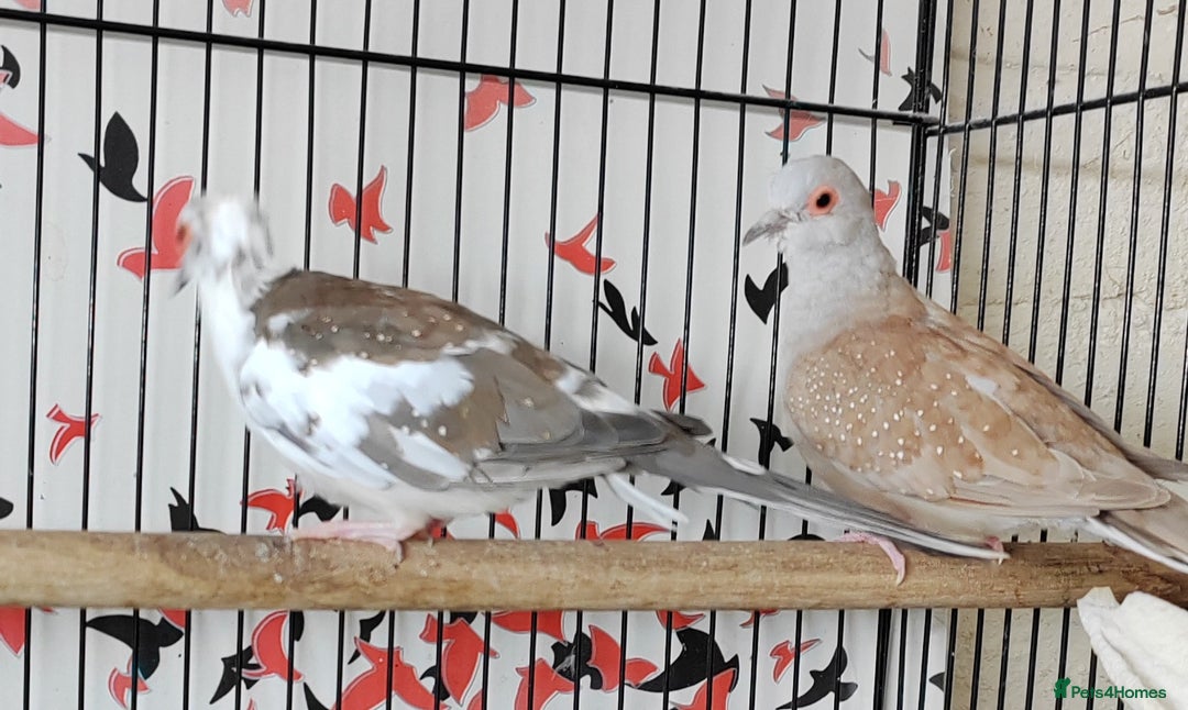 Doves birds for sale: Beautiful Diamond Doves - Advert 5