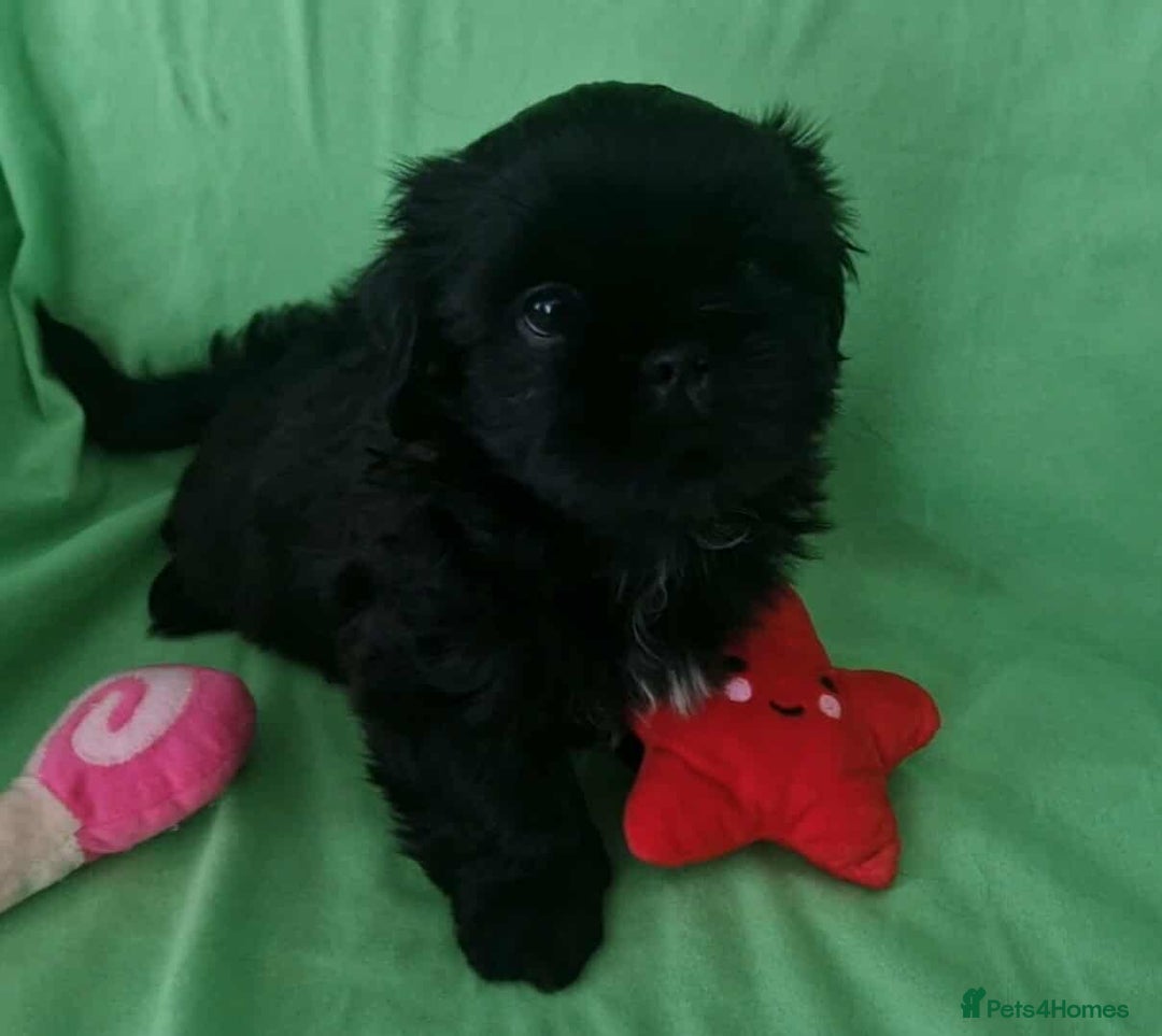Shih Tzu dogs for sale: Imperial Shih tzu Pupps💙 Ready to leave!  - Image 9