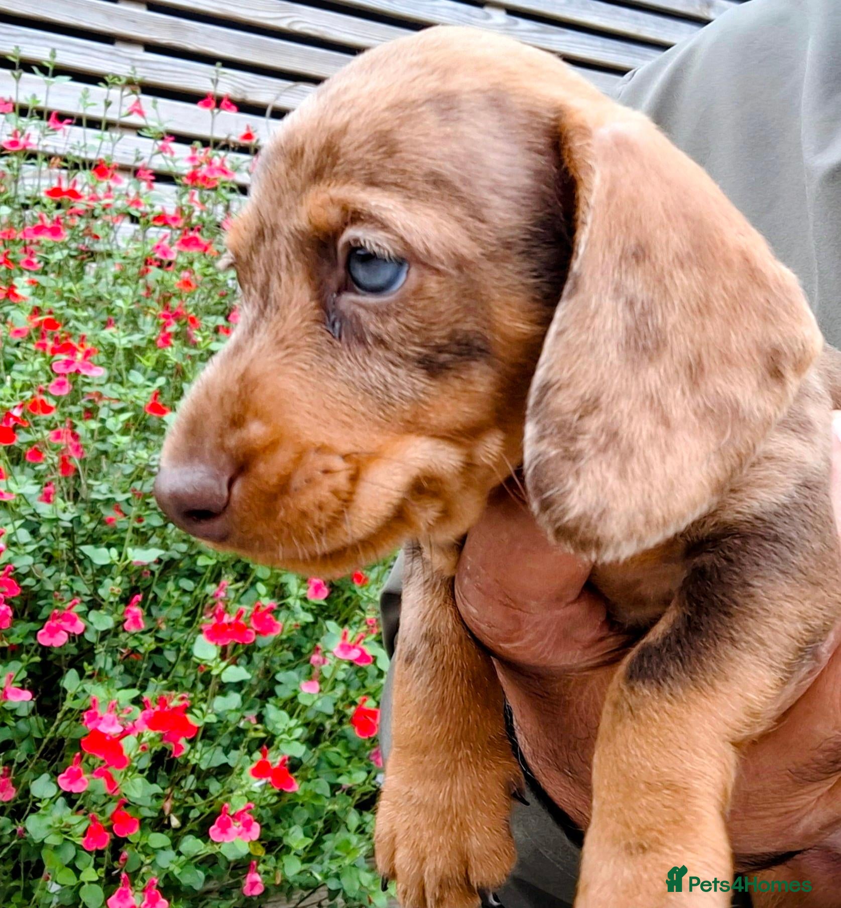 Miniature Dachshund dogs Beautiful Mini Dachshund Babies  - Advert 16