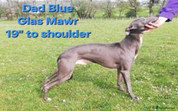 Italian Greyhound dogs for sale: **Wiggys (Whippet/Italian Greyhound)** - Image 16