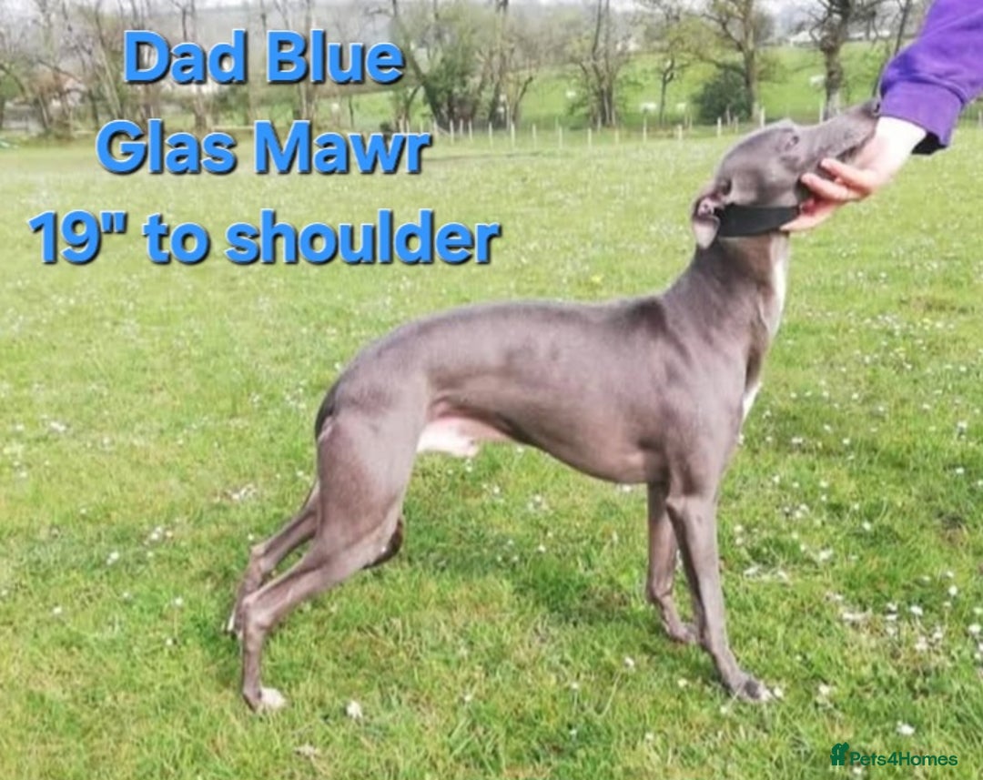 Italian Greyhound dogs for sale: **Wiggys (Whippet/Italian Greyhound)** - Image 16