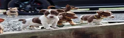 Jack Russell dogs for sale: Mini Jack Russel Terriers - Advert 18