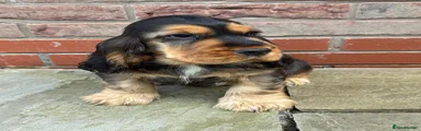 Sable male 