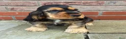 Cocker Spaniel dogs for sale: TRUE SHOWTYPE KC REGISTERED HEALTH TESTED - Advert 8