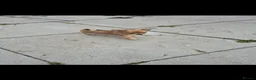 Chihuahua dogs for sale: Chihuahua puppies  in Liverpool - Advert 4