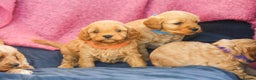 Cavapoo dogs for sale: Beautiful F1 Cavapoo puppies  - Advert 4