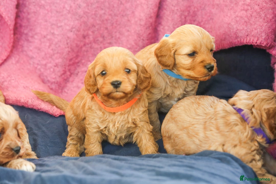 Cavapoo dogs for sale: Beautiful F1 Cavapoo puppies  - Advert 4