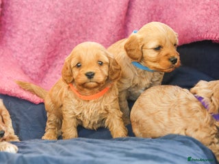 Cavapoo dogs Beautiful F1 Cavapoo puppies - Advert 8