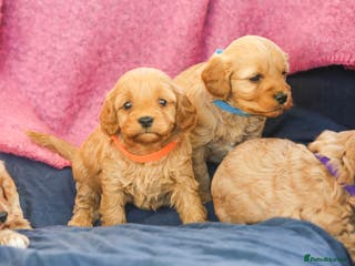 Cavapoo dogs Beautiful F1 Cavapoo puppies - Advert 1