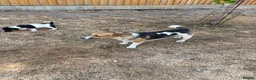 Jack Russell dogs for sale:  jack russell puppies  in Orpington - Advert 12