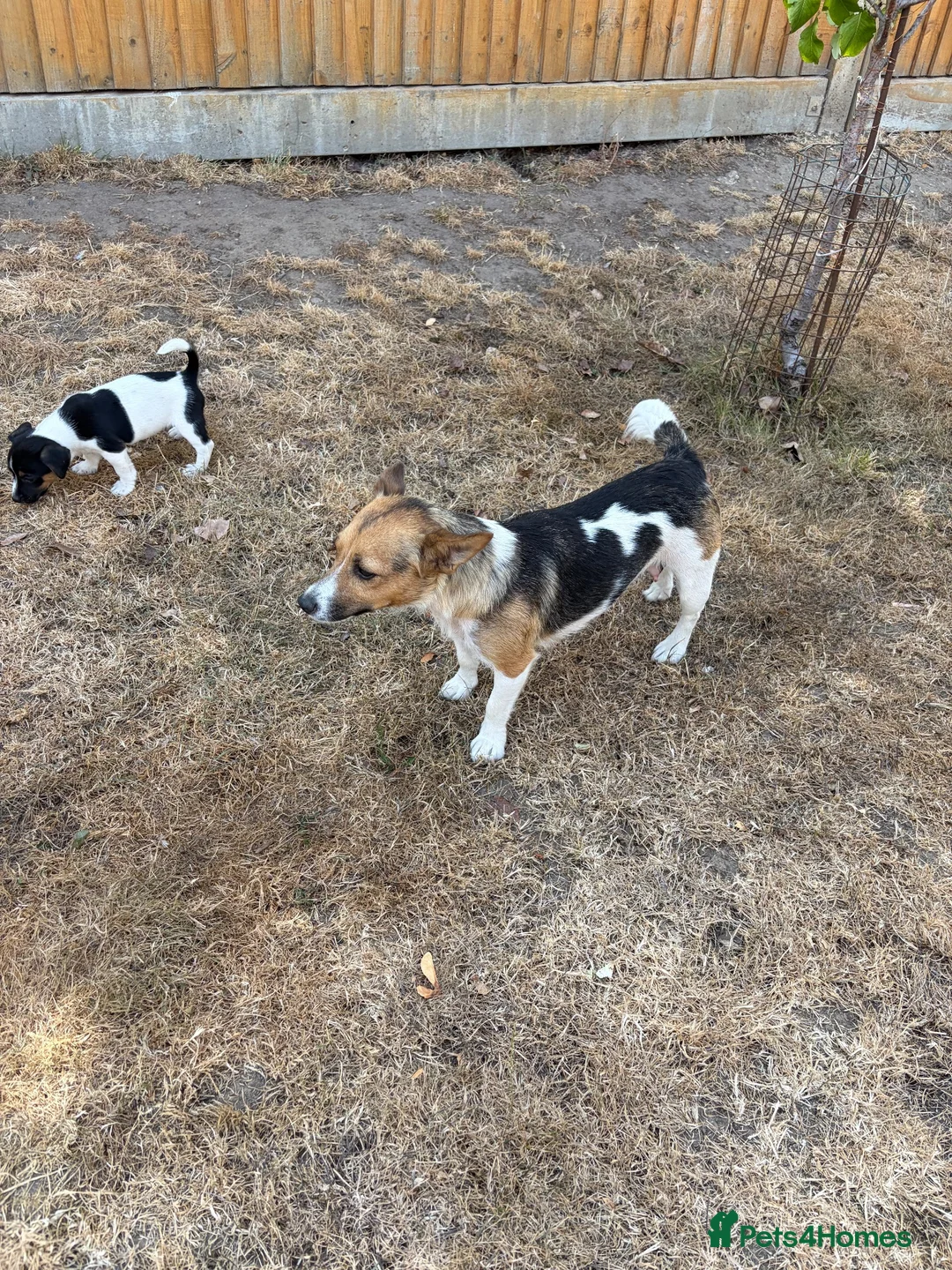 Jack Russell dogs for sale:  jack russell puppies  in Orpington - Advert 12