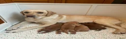 Labradoodle dogs for sale: Extensively Health Tested F1 Labradoodle Puppies - Advert 8