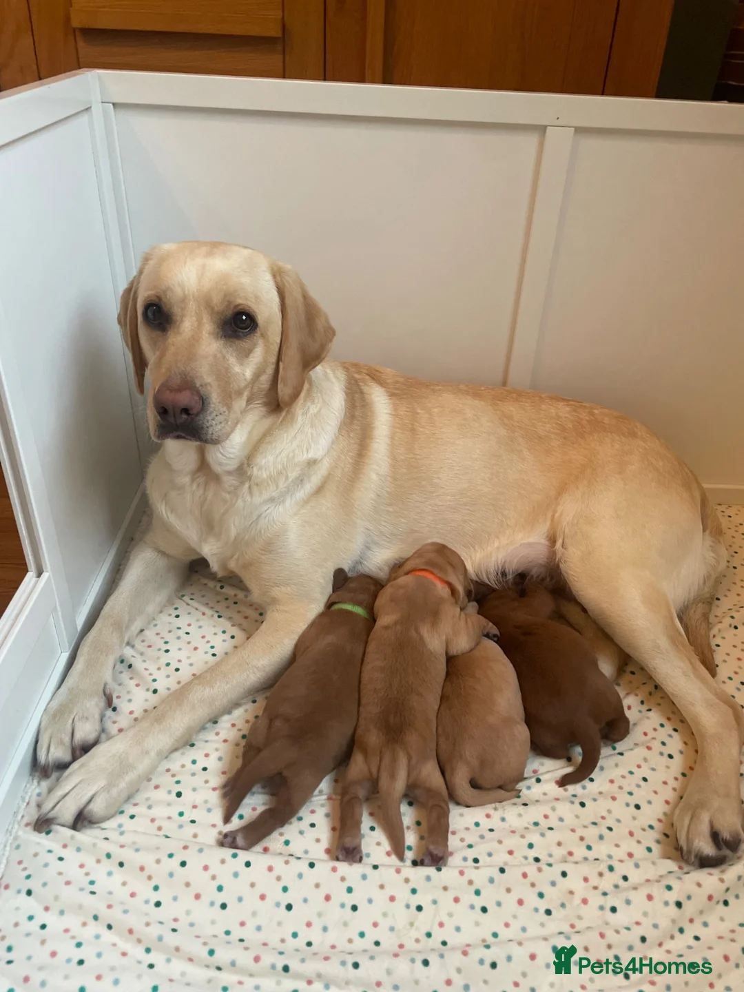 Labradoodle dogs for sale: Extensively Health Tested F1 Labradoodle Puppies - Advert 8