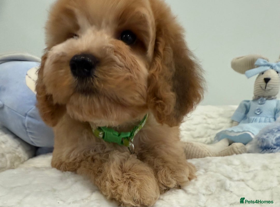 Cockapoo dogs for sale: Stunning sable, roan, parti f1. Full dna clear  - Image 3