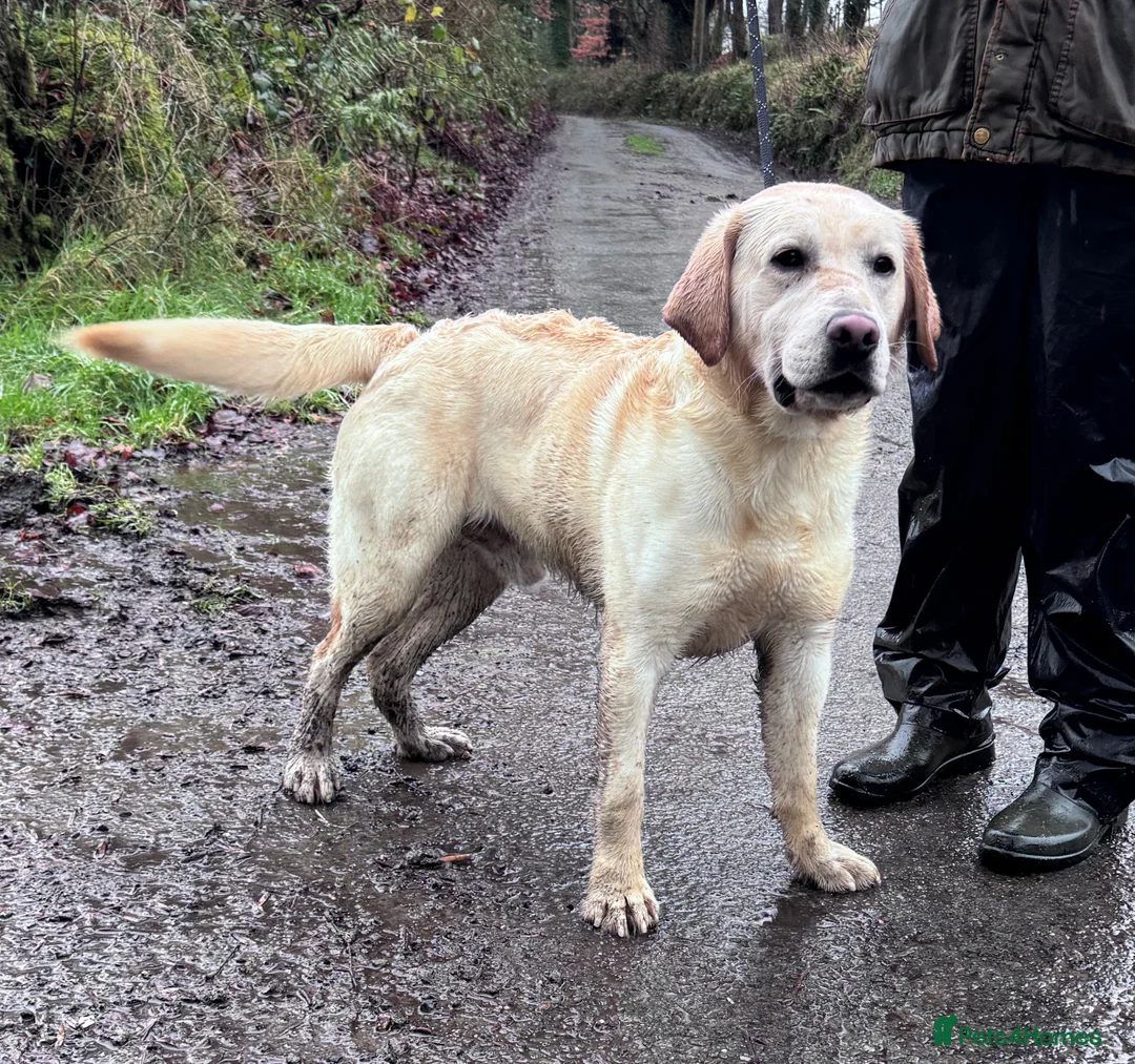 Labrador Retriever dogs for sale: Quality KC Registered Labrador Retriever Puppies - Advert 14