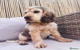 Cocker Spaniel dogs for sale: Cocker spaniel puppy - Image 5