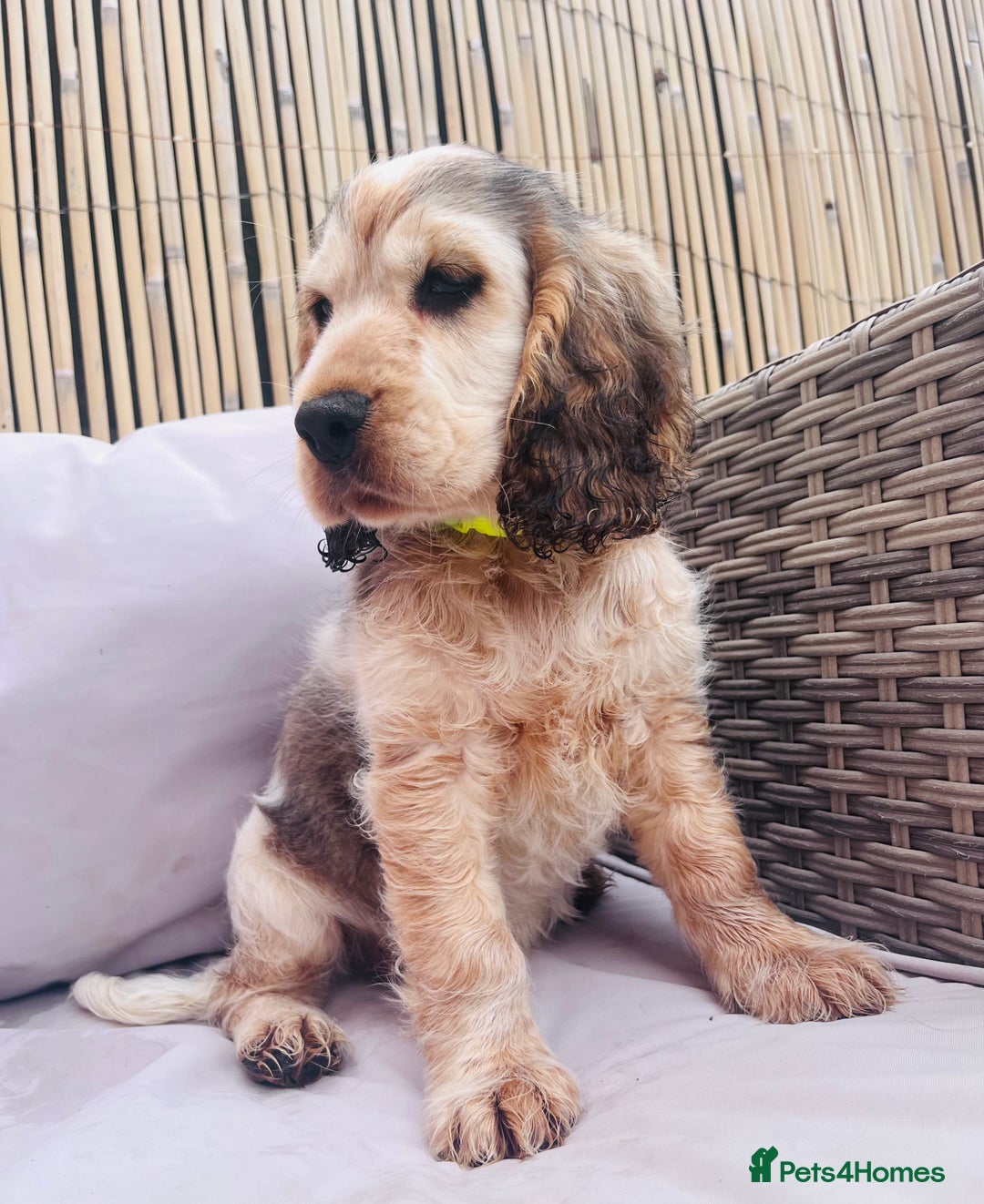 Cocker Spaniel dogs for sale: Cocker spaniel puppy - Image 5