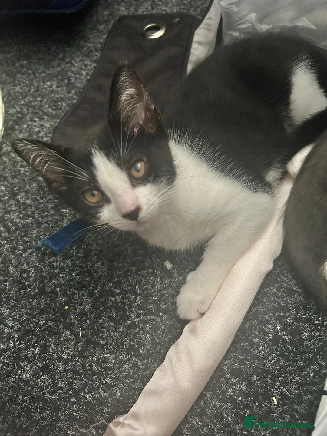 Mixed Breed cats for sale: 2 Beautiful female kittens ready to be rehomed  in Glasgow - Advert 4