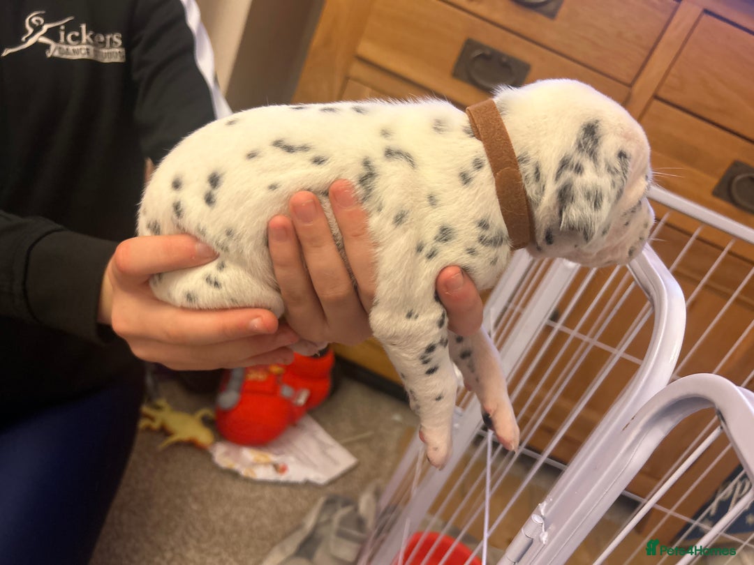 Dalmatian dogs for sale: Beautiful boys, BAER tested full hearing  - Advert 14