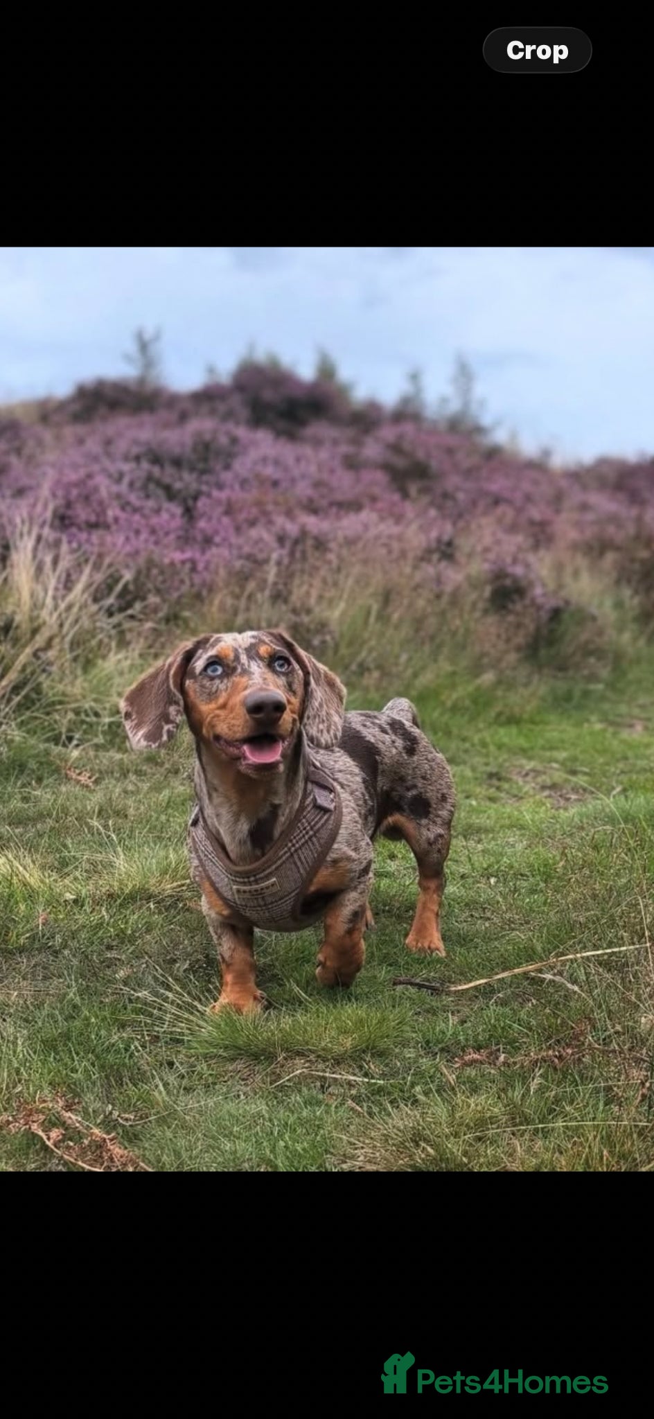 Dachshund dogs Vinnie - Advert 1