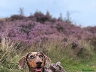 Dachshund dogs Vinnie - Advert 1
