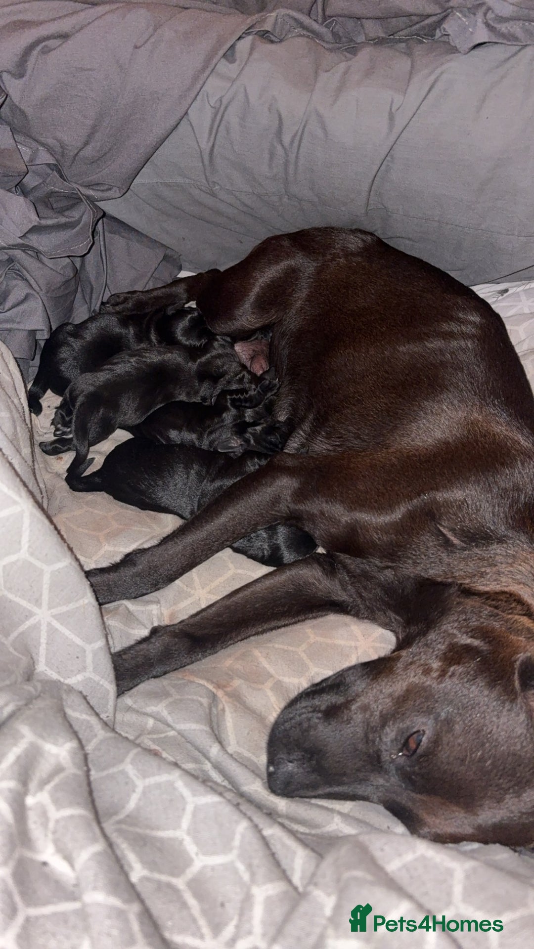 Patterdale Terrier dogs for sale: patterdale terrier pups ready to go - Image 10