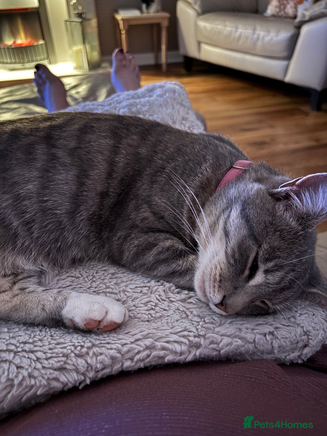 Domestic Shorthair cats for sale: Beautiful girl kittens available - Image 13