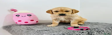 Golden Retriever Puppy 3