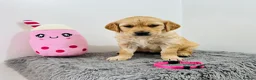 Golden Retriever dogs for sale: Extensively health tested kc reg golden retrievers - Advert 3