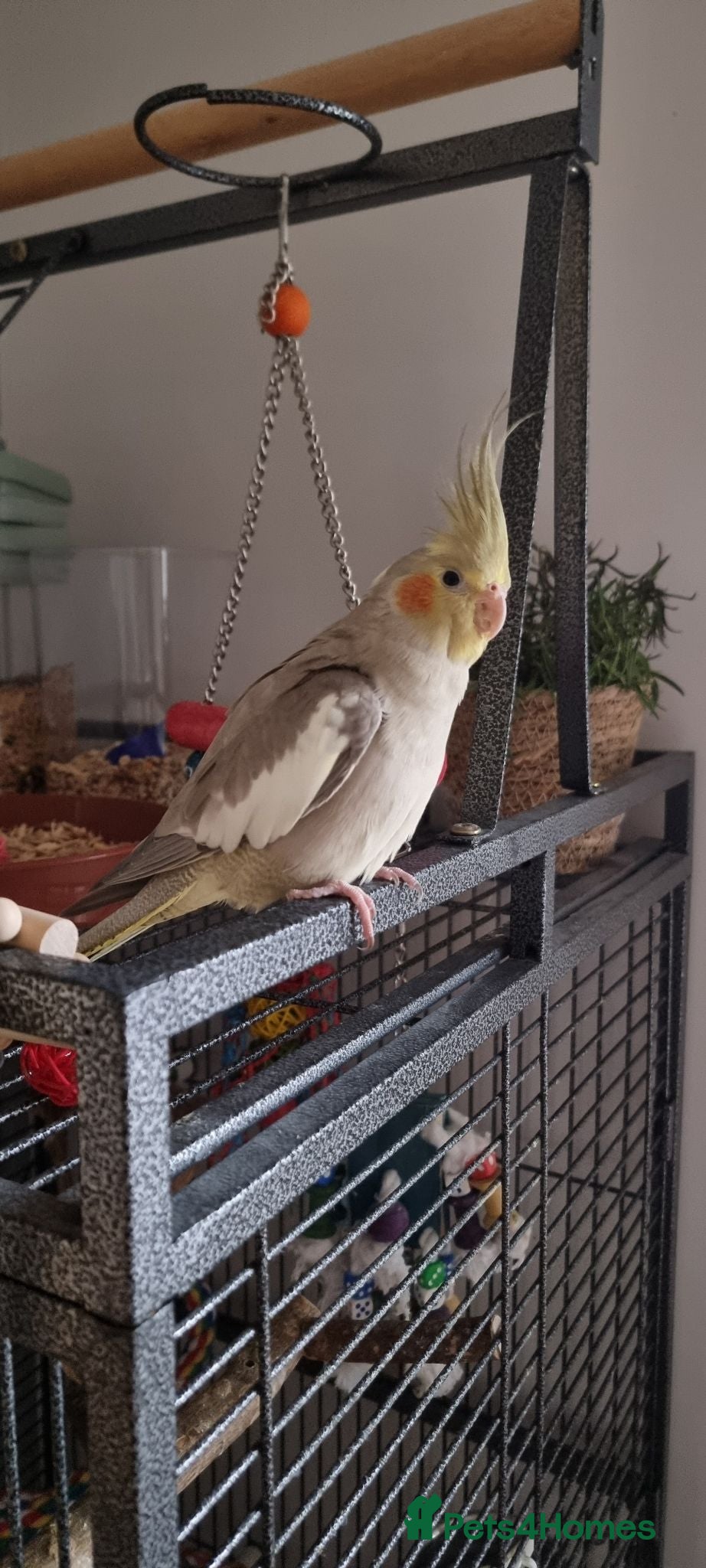 Cockatiels birds Hand tame and friendly Cockatiel – Minky - Advert 2