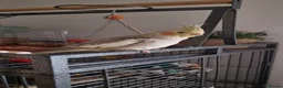 Cockatiels birds for sale: Hand tame and friendly Cockatiel – Minky in Purfleet - Advert 2