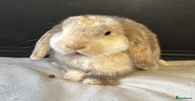 Mini Lop rabbits Female Adult (Young) Mini Lop - Advert 4