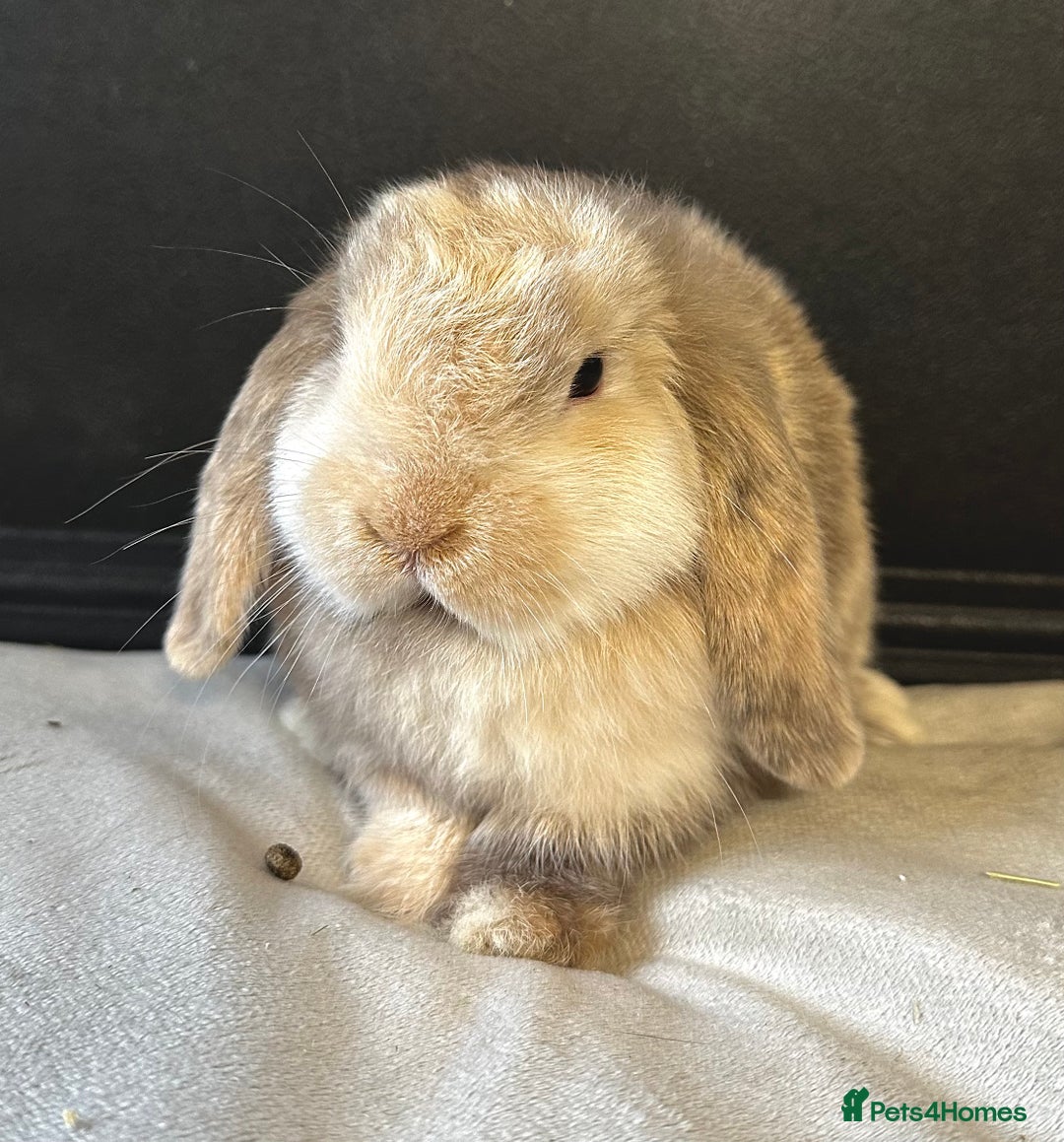 Mini Lop rabbits for sale: Female Adult (Young) Mini Lop - Advert 2
