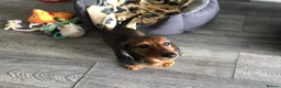 Miniature Dachshund dogs for sale: K.C Longhaired Miniature Dachshund - Advert 6