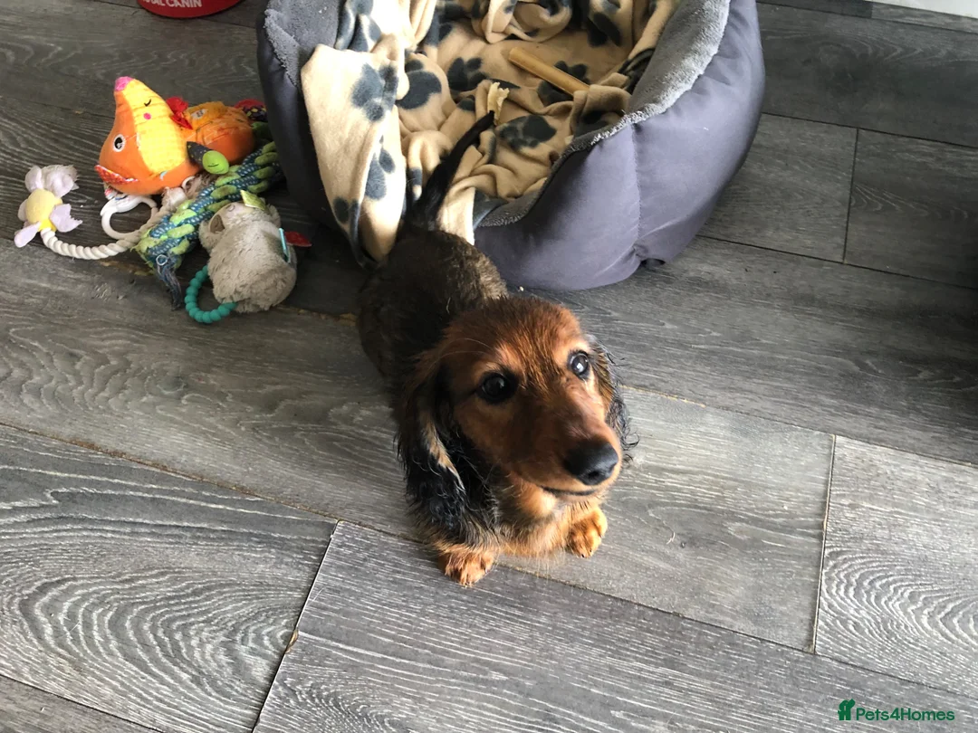 Miniature Dachshund dogs for sale: K.C Longhaired Miniature Dachshund - Advert 6