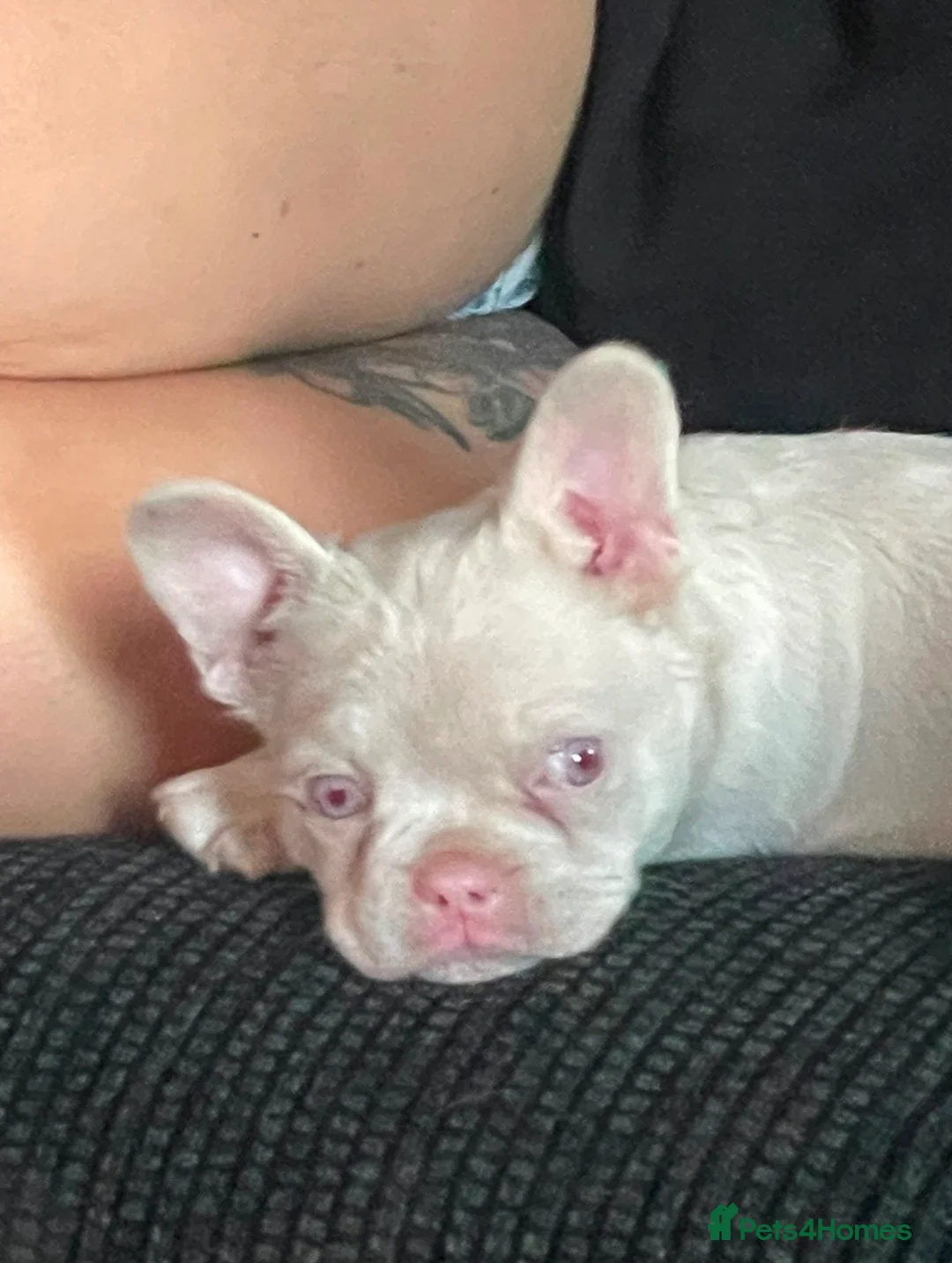 French Bulldog dogs for sale: Pink and tan carrying fluffy French bulldog in Wakefield - Advert 12