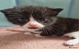 Mixed Breed cats for sale: 2 Beautiful Black & White Kittens - Image 15