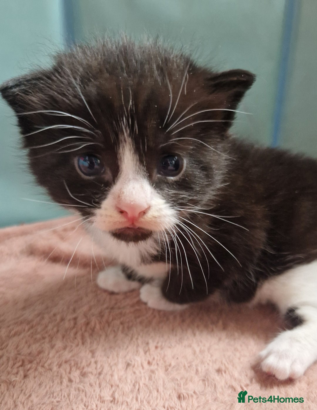 Mixed Breed cats for sale: 2 Beautiful Black & White Kittens - Image 15