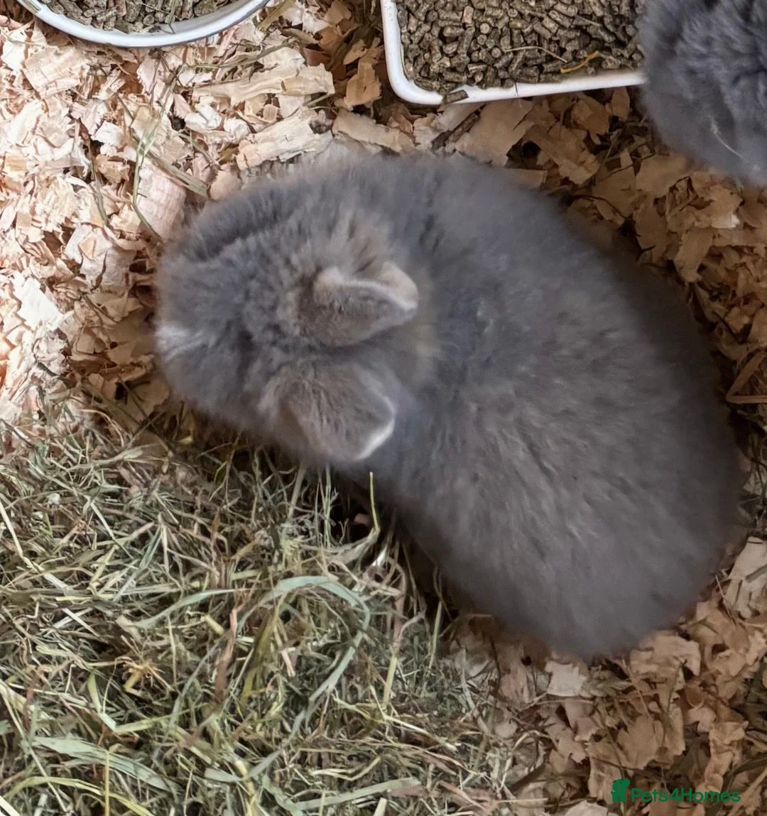 Lionhead rabbits for sale: Double Main Lionhead Baby Buck Bunny - Advert 2