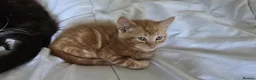 Mixed Breed cats for sale: 5 gorgeous mix kittens for sale  - Advert 3