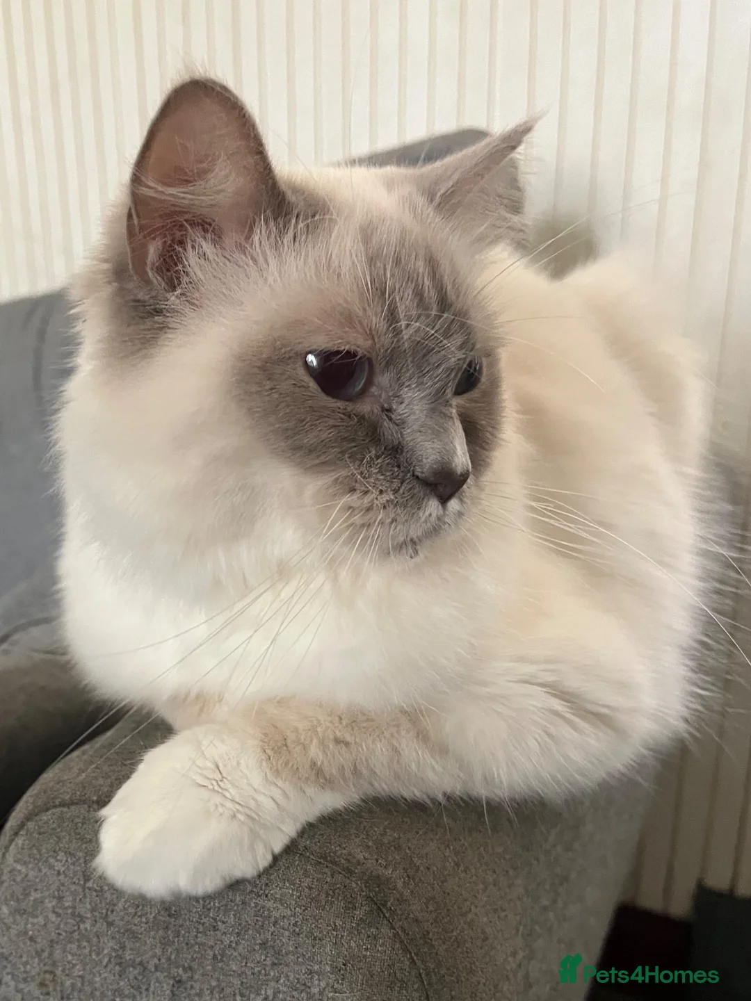 Ragdoll cats for sale: Gentle Lilac Point Female Ragdoll - Advert 2