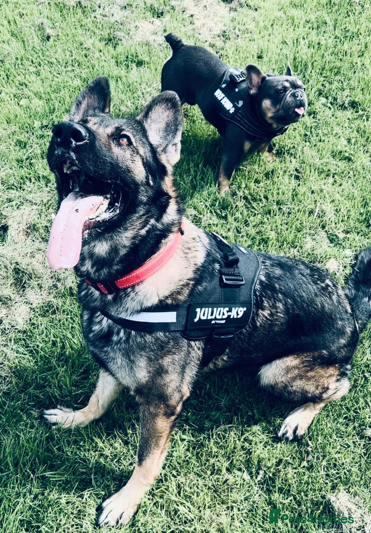 German Shepherd dogs German Shepherd female  - Advert 19