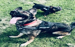 German Shepherd dogs for sale: German Shepherd female  - Advert 1