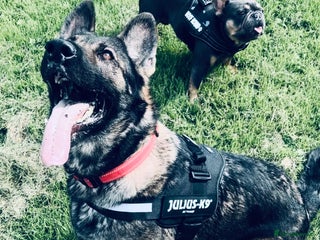 German Shepherd dogs for sale: German Shepherd female - Advert 1