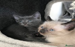 Mixed Breed cats for sale: Stunning Persian x Siamese kittens - Image 2