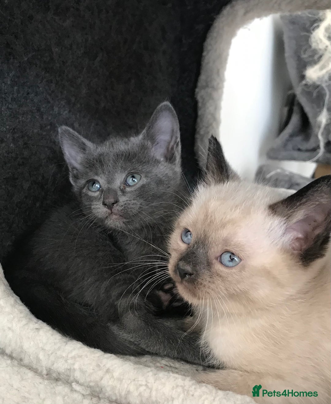 Mixed Breed cats for sale: Stunning Persian x Siamese kittens - Image 2