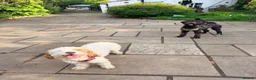 Mixed Breed dogs for sale: beautiful sheepadoodle looking for a forever home - Advert 3