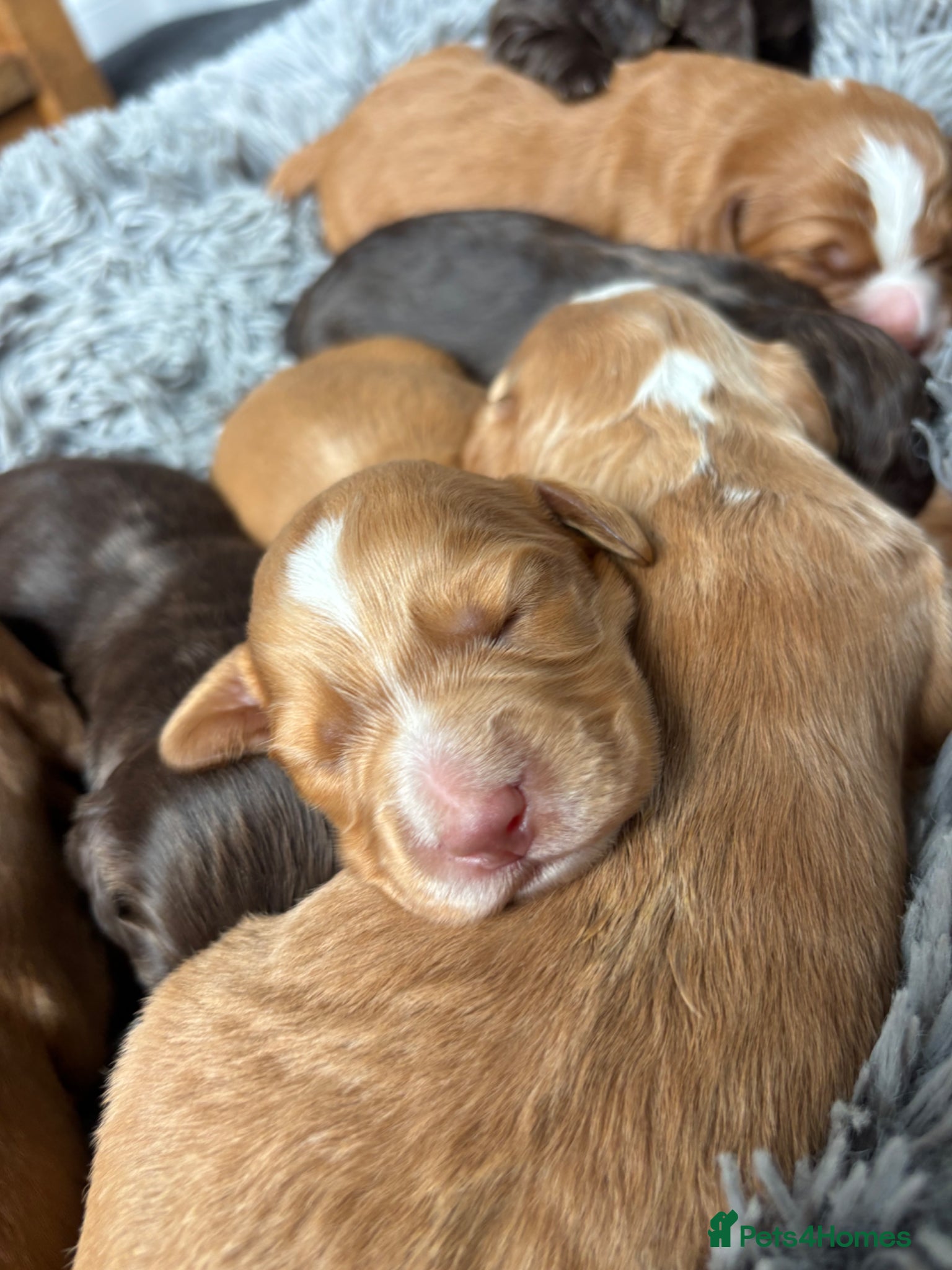 Cocker Spaniel dogs Beautiful cocker spaniel puppy’s - Advert 1